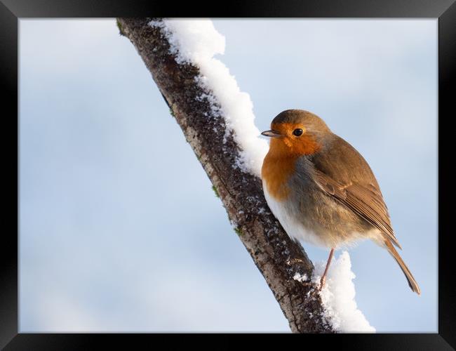 Robin redbreast on a snow covered branch. Framed Print by Tommy Dickson