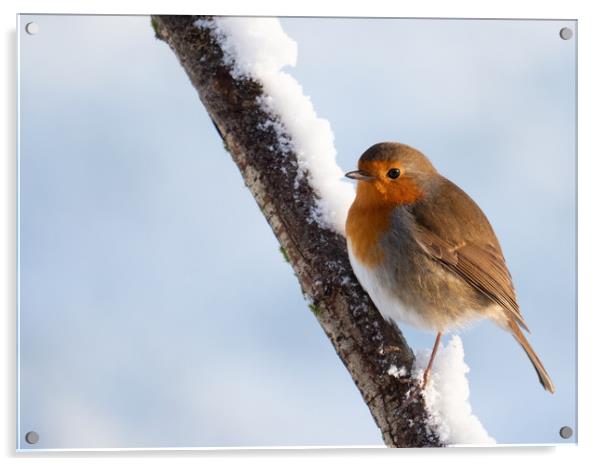 Robin redbreast on a snow covered branch. Acrylic by Tommy Dickson