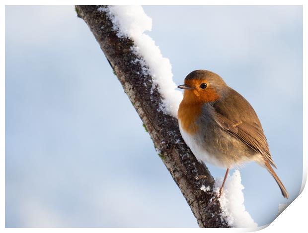 Robin redbreast on a snow covered branch. Print by Tommy Dickson