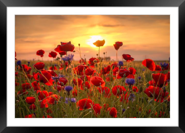 Poppies Sun Framed Mounted Print by Steffen Gierok-Latniak