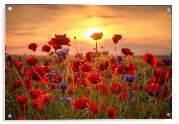 Poppies Sun Acrylic by Steffen Gierok-Latniak