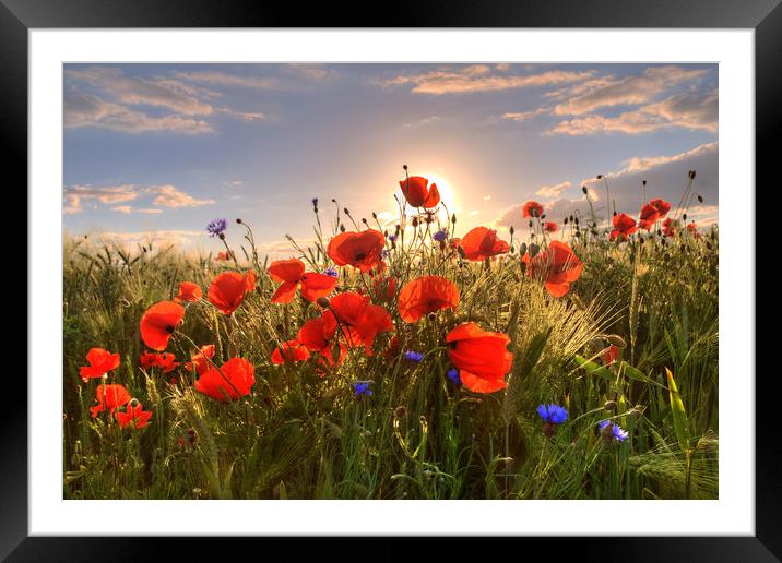 Poppies Sunset Framed Mounted Print by Steffen Gierok-Latniak
