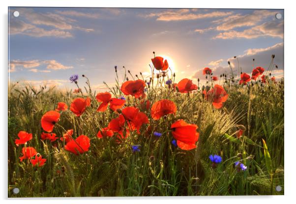 Poppies Sunset Acrylic by Steffen Gierok-Latniak
