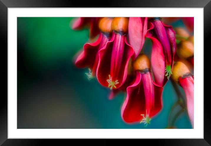In Bloom Framed Mounted Print by DiFigiano Photography