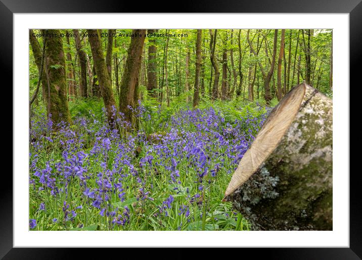 Blue Bell Woods Framed Mounted Print by Gary Kenyon