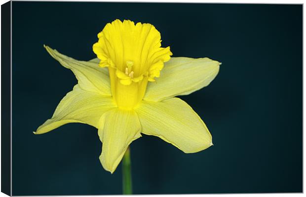 Daffo the Dil Canvas Print by Chris Day