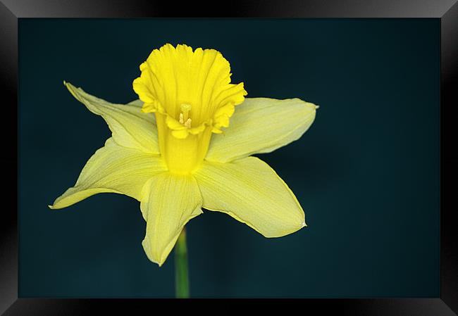 Daffo the Dil Framed Print by Chris Day