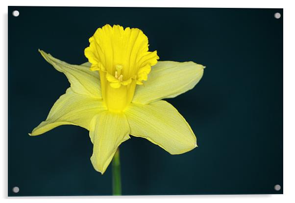 Daffo the Dil Acrylic by Chris Day