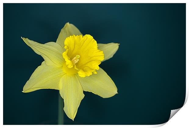 Daffo the Dilly Print by Chris Day