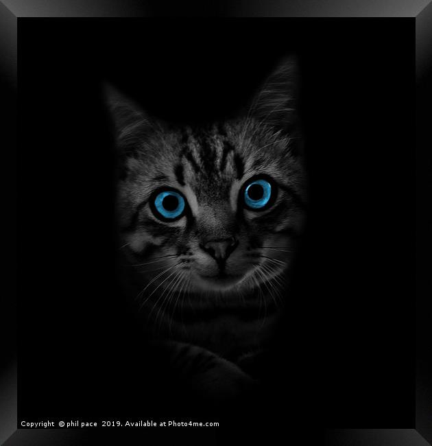 Blue Eyes Framed Print by phil pace