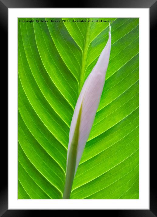 Arum Lily Framed Mounted Print by Derek Hickey