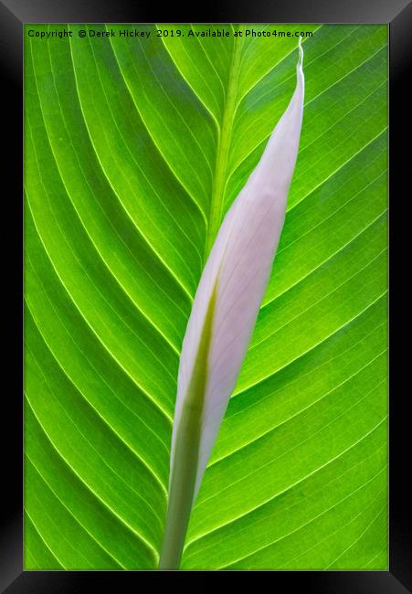 Arum Lily Framed Print by Derek Hickey