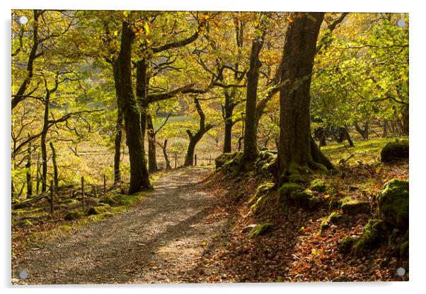 Gwydyr forest park walk around lake Llyn Crafnant Acrylic by Jenny Hibbert