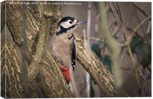 Great Spotted Woodpecker Canvas Print by Kevin White