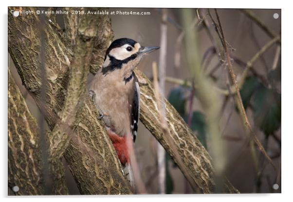 Great Spotted Woodpecker Acrylic by Kevin White
