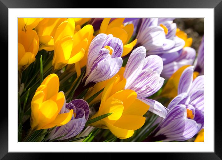 Spring Flowers Framed Mounted Print by Steffen Gierok-Latniak