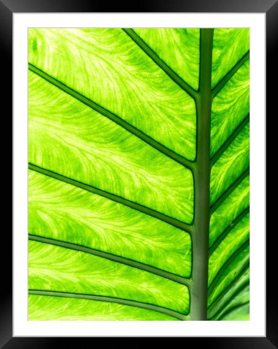 Tropical Glow Framed Mounted Print by DiFigiano Photography