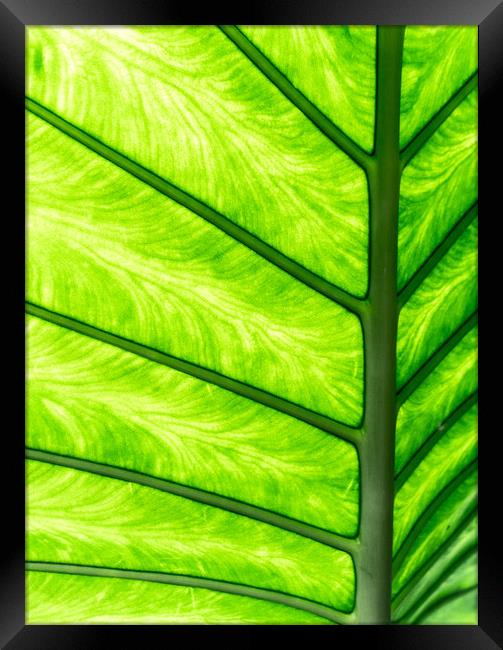 Tropical Glow Framed Print by DiFigiano Photography