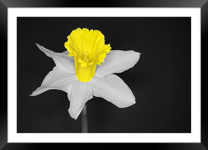 Daffo the Dil Isolation Framed Mounted Print by Chris Day
