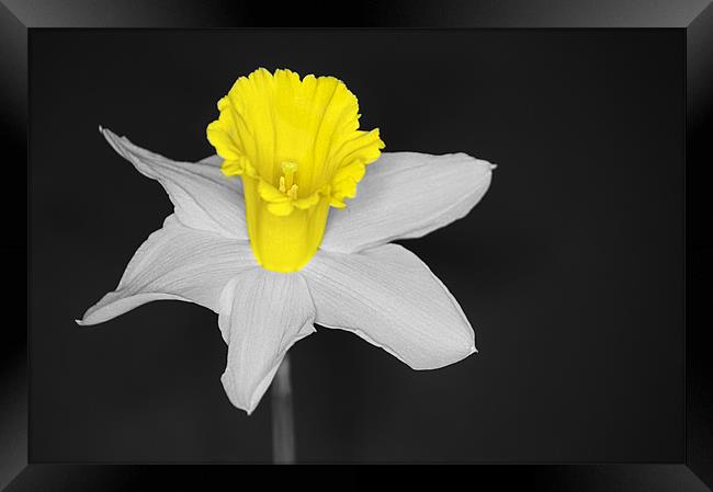 Daffo the Dil Isolation Framed Print by Chris Day