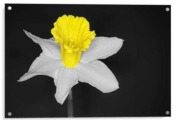 Daffo the Dil Isolation Acrylic by Chris Day