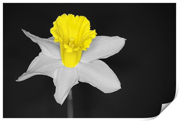 Daffo the Dil Isolation Print by Chris Day