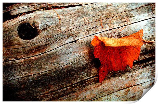 Autumn Leaf in Bourne Woods Print by Steven Shea