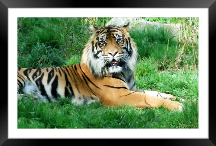 Sumatran Tiger Framed Mounted Print by Anthony Kellaway