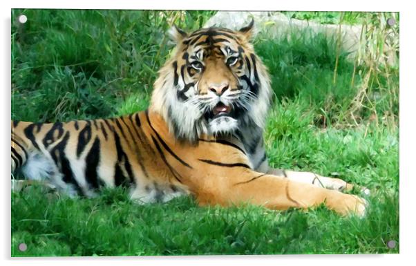 Sumatran Tiger Acrylic by Anthony Kellaway
