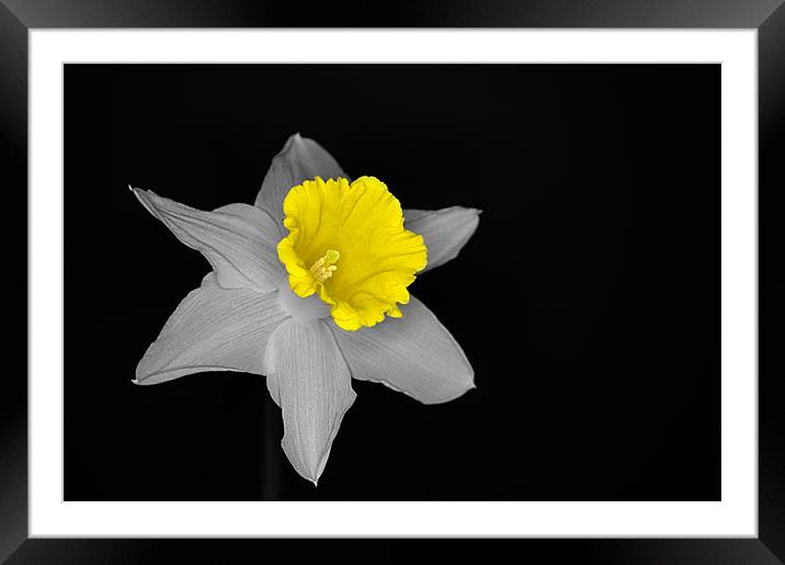Daffo the Dilly Isolation Framed Mounted Print by Chris Day