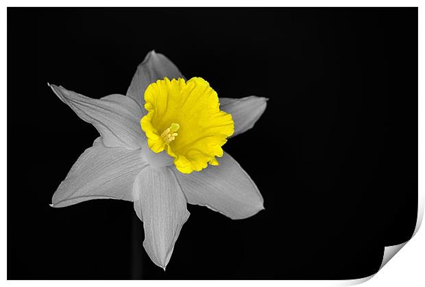 Daffo the Dilly Isolation Print by Chris Day