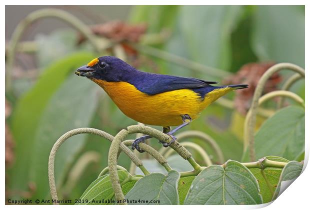 Violaceous Ephonia - Euphonia violacea Print by Ant Marriott