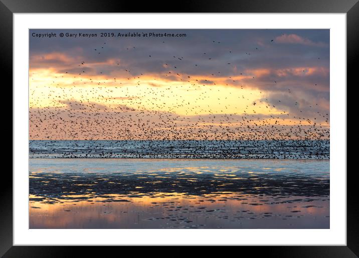Starlings at Sunset Blackpool Framed Mounted Print by Gary Kenyon