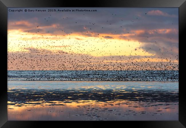 Starlings at Sunset Blackpool Framed Print by Gary Kenyon