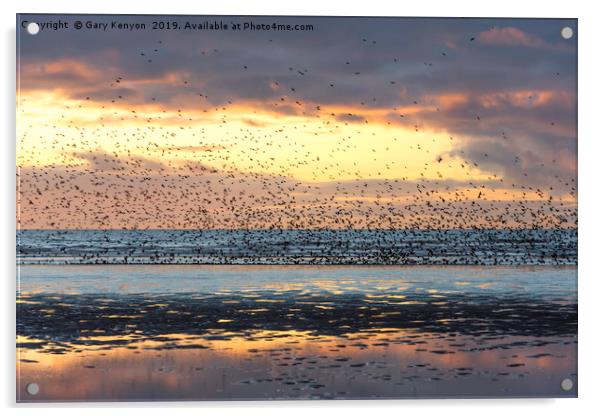 Starlings at Sunset Blackpool Acrylic by Gary Kenyon