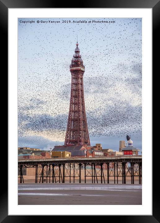 Murmurating Starlings by Blackpool Tower Framed Mounted Print by Gary Kenyon