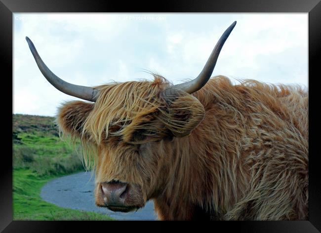 Dartmoor Cow Framed Print by philip milner