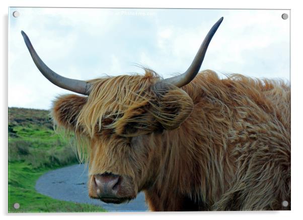 Dartmoor Cow Acrylic by philip milner
