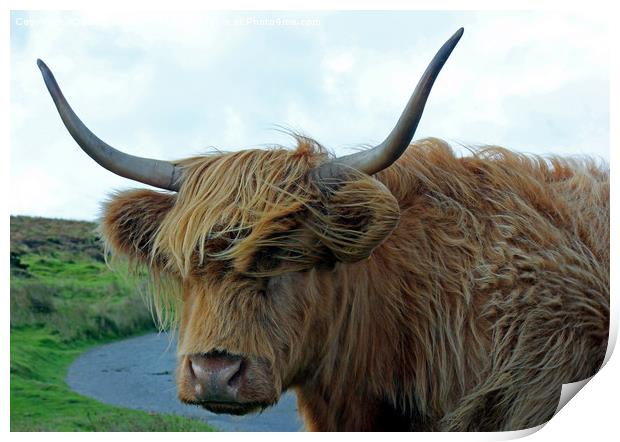 Dartmoor Cow Print by philip milner