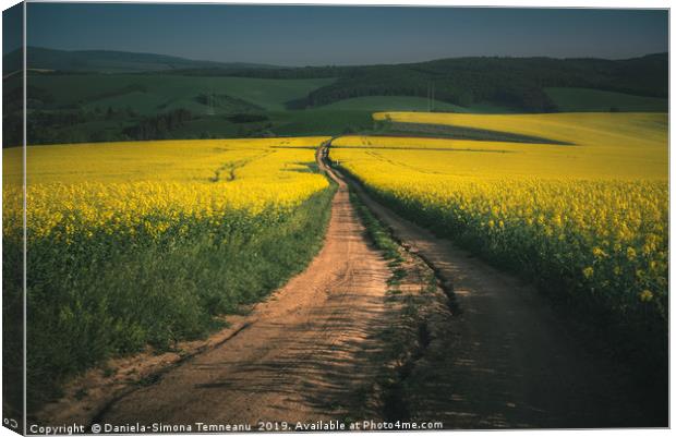 Rapeseed fields in the Moravia Region Canvas Print by Daniela Simona Temneanu