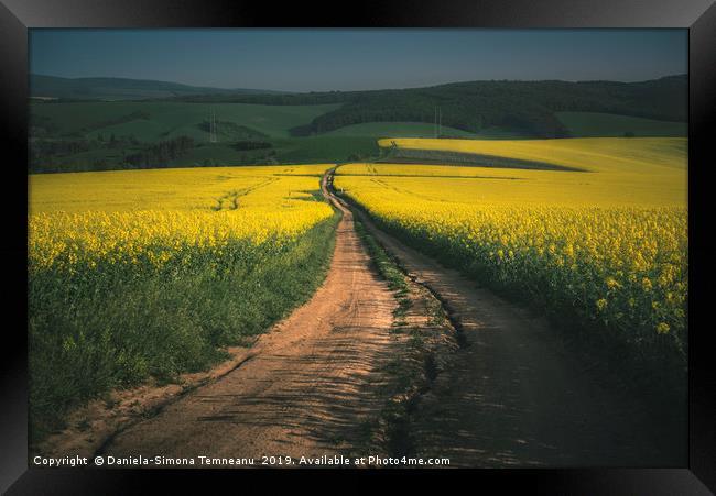 Rapeseed fields in the Moravia Region Framed Print by Daniela Simona Temneanu