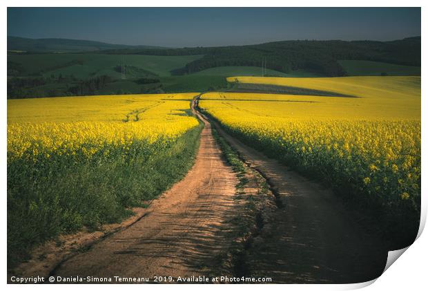 Rapeseed fields in the Moravia Region Print by Daniela Simona Temneanu
