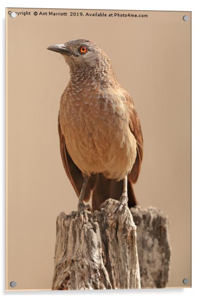 Brown Babbler - Turdoides plebejus Acrylic by Ant Marriott