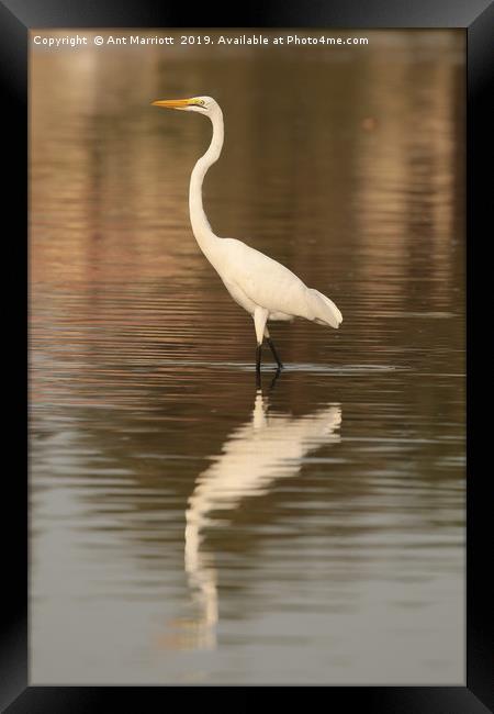 Great Egret - Ardea alba (aka Great White Egret) Framed Print by Ant Marriott