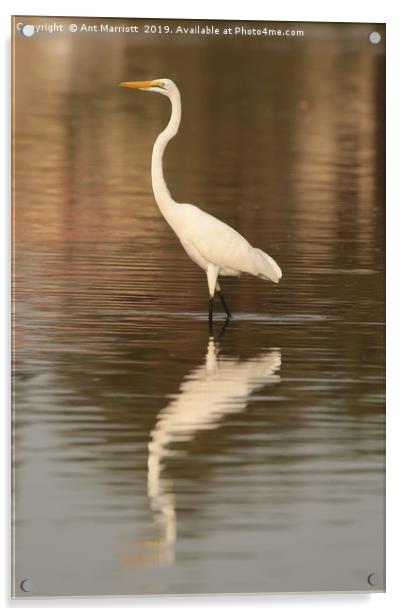 Great Egret - Ardea alba (aka Great White Egret) Acrylic by Ant Marriott