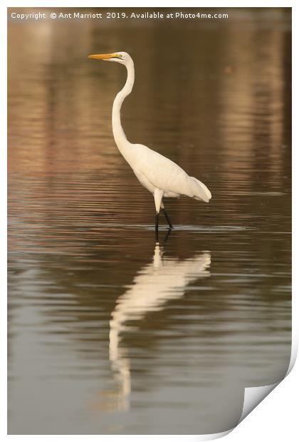 Great Egret - Ardea alba (aka Great White Egret) Print by Ant Marriott