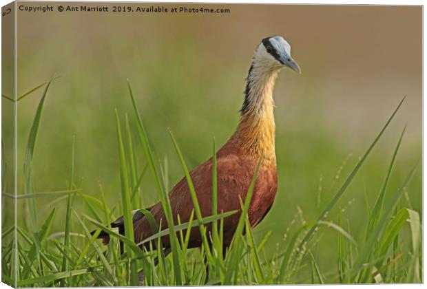African Jacana - Actophilornis africanus Canvas Print by Ant Marriott