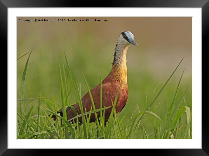 African Jacana - Actophilornis africanus Framed Mounted Print by Ant Marriott