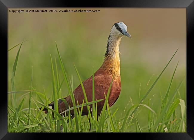 African Jacana - Actophilornis africanus Framed Print by Ant Marriott