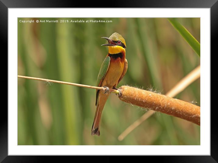 Little Bee-eater - Merops pusillus Framed Mounted Print by Ant Marriott